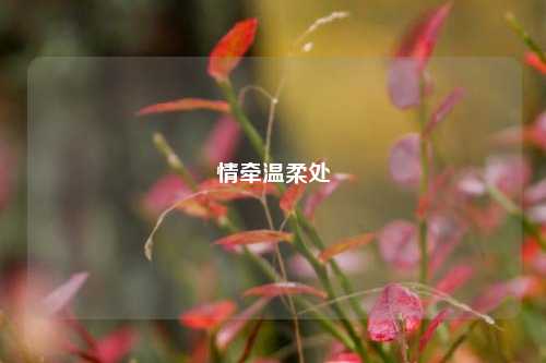情牵温柔处