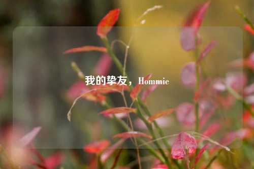 我的挚友，Hommie