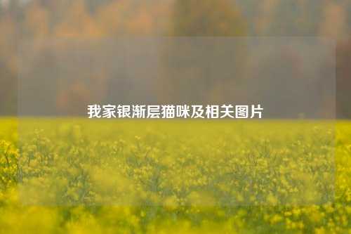 我家银渐层猫咪及相关图片