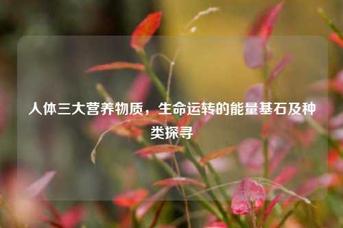 人体三大营养物质，生命运转的能量基石及种类探寻
