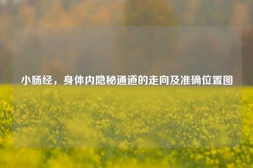 小肠经，身体内隐秘通道的走向及准确位置图