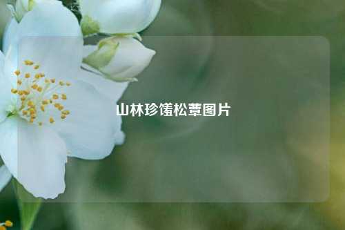 山林珍馐松蕈图片