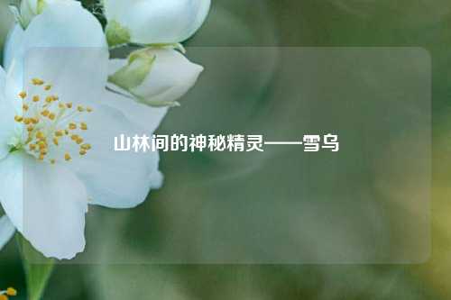 山林间的神秘精灵——雪乌