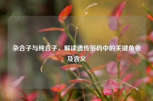 杂合子与纯合子，解读遗传密码中的关键角色及含义