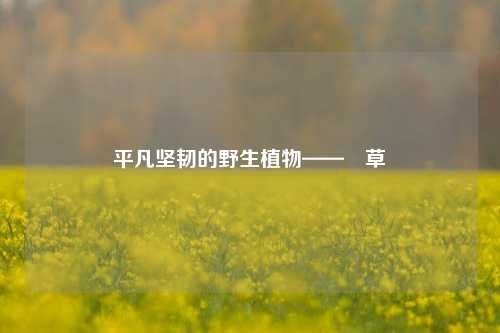 平凡坚韧的野生植物——葎草