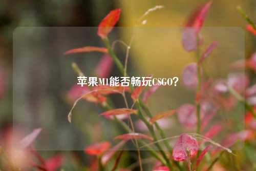 苹果M1能否畅玩CSGO？