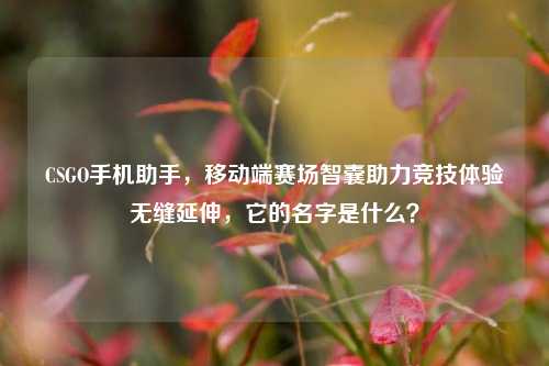 CSGO手机助手,移动端赛场智囊助力竞技体验无缝延伸,它的名字是什么?